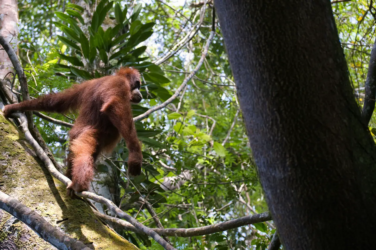 Voyage en Indonésie : Orang-outan accroché à une branche