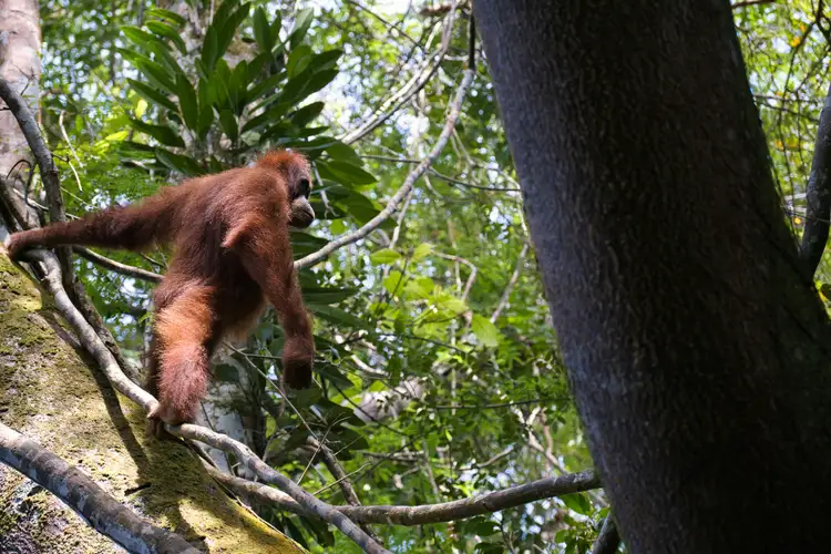 Voyage en Indonésie : Orang-outan accroché à une branche