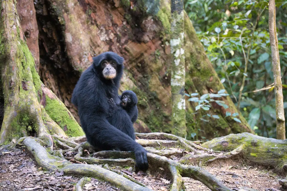 Singe gibbon, avec son bébé assis sur des branches au sol