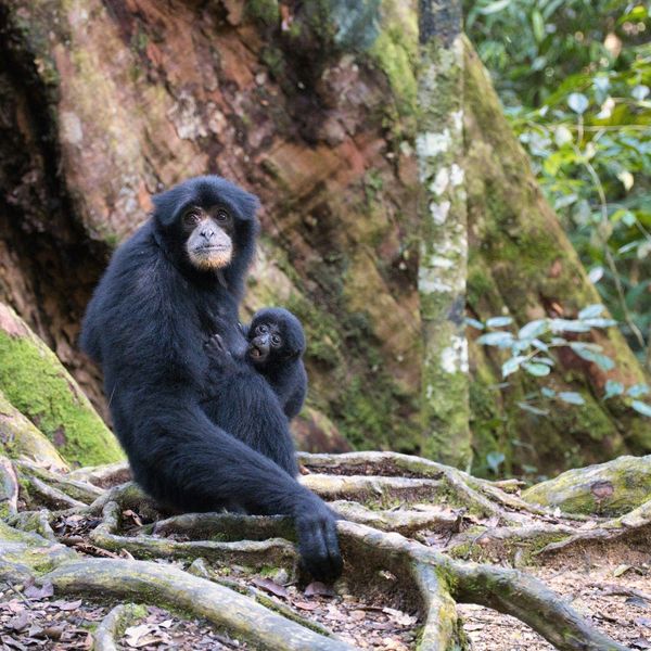 Singe gibbon, avec son bébé assis sur des branches au sol