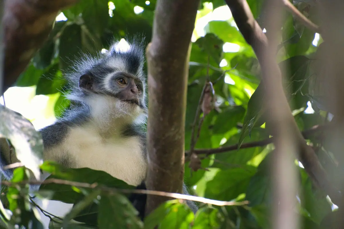 Singe perché sur une branche