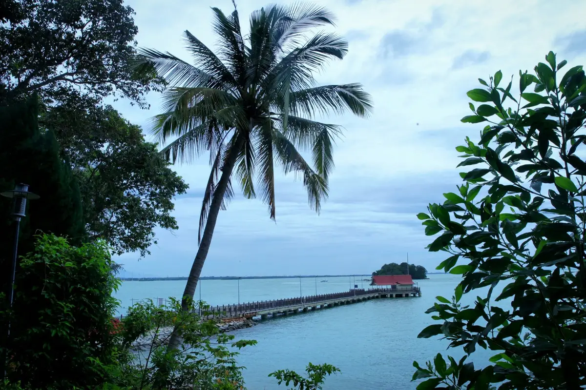 Vue sur la mer cachée par des arbres