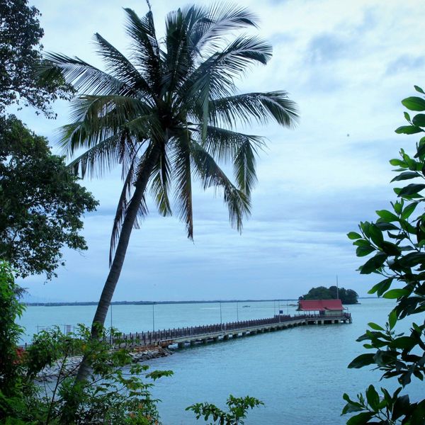 Vue sur la mer cachée par des arbres